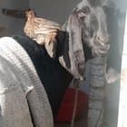 It’s sunbathing on the goat 🥰🐥 Friends 🐐🐥❤️