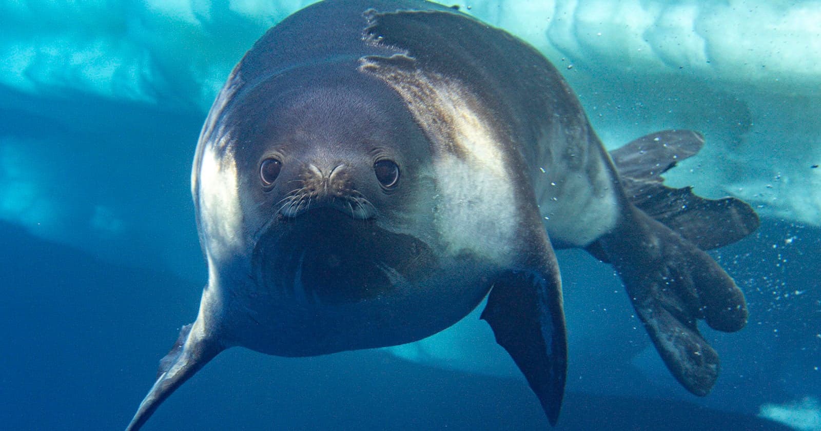 Photographer Captures First-Ever Images of Adorable Ross Seal Swimming in Antarctica