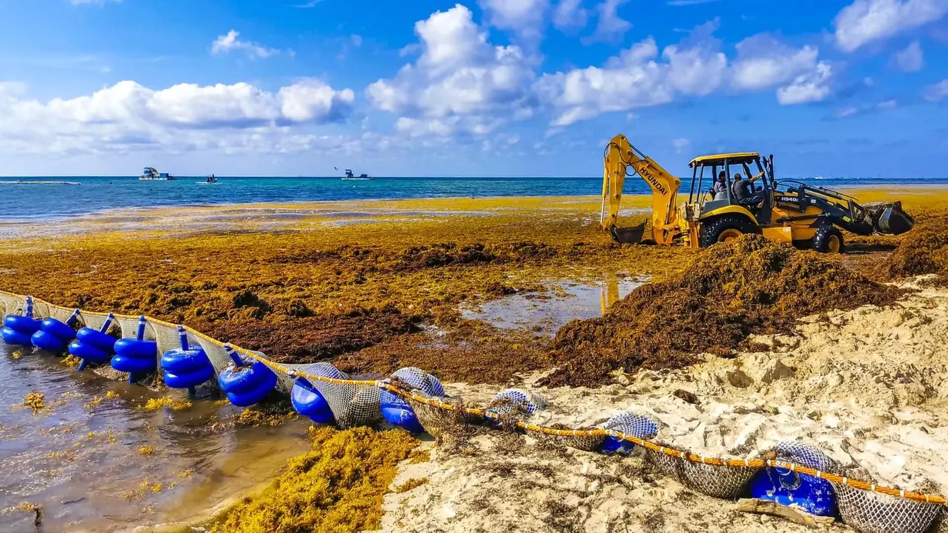 Scientists finally discover what’s fueling massive sargassum blooms